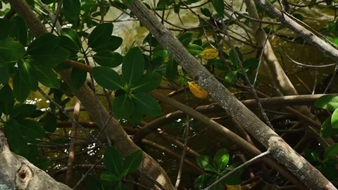 6968Dense Tangle Of Mangrove Tree Branches And Green Leaves Creating A Natural C Stock Footage 320321733