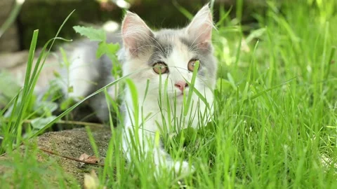 6E9A0112 Video stock 162322940