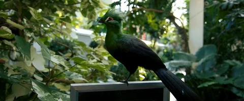 6K - Bird Sitting on a Sign Stock Footage 125983322