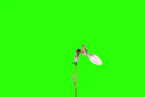 6K. Blooming violet hosta flower buds green screen Stock Footage 42985493