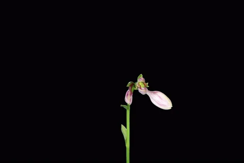 6K. Blooming violet hosta flower buds ALPHA matte Stock Footage 42985510