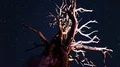 6K Bristlecone Pine Milky Way Galaxy Dolly & Pan Time Lapse Stars & Tree 4k or 4k+ Resolution