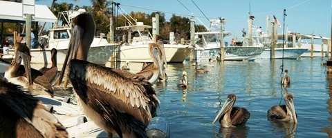 6K - Brown Pelicans at a Dock in Florida Stock Footage 125965715