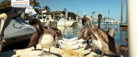 6K - Brown Pelicans at a Dock in Florida Stock Footage 125965745