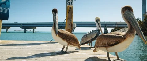 6K - Brown Pelicans on a dock Stock Footage 125962963