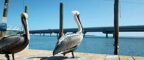 6K - Brown Pelicans on a Dock Stock Footage 125963115