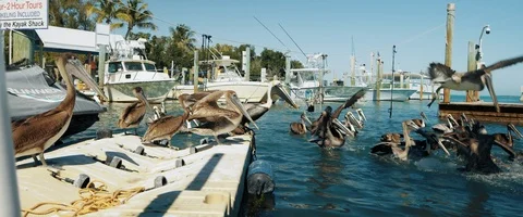 6K - Brown Pelicans Sitting on a Dock Stock Footage 125974973