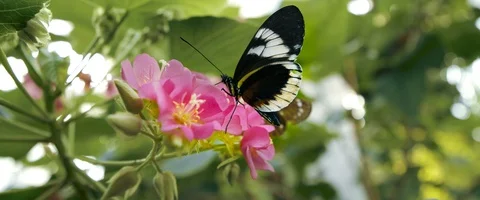 6K - Butterfly on a Flower Stock Footage 125977791