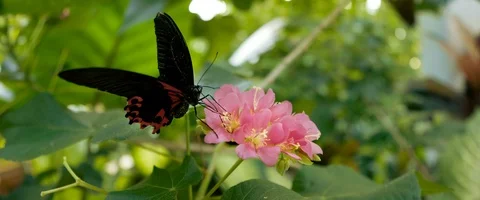 6K - Butterfly on a Flower Stock Footage 125978909