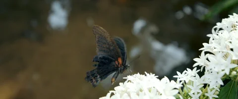 6K - Butterfly Getting Nectar From a Flower Video stock 125982927