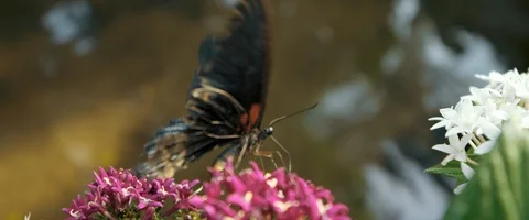 6K - Butterfly Getting Nectar From a Flower Stock Footage 125983128
