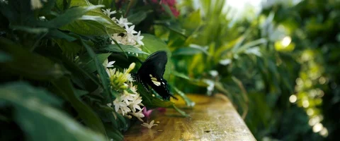6K - Butterfly Getting Nectar From Flowers Stock Footage 125983980