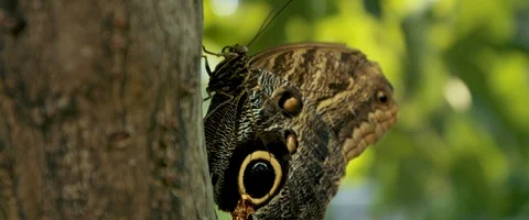 6K - Butterfly Hanging on a Tree Stock Footage 125977475