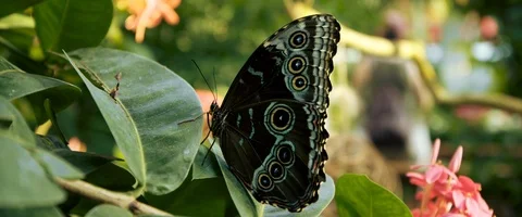 6K - Butterfly on a Leaf Close Up Stock Footage 125977909