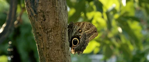 6K - Butterfly Resting on a Tree Close Up Stock Footage 125978042
