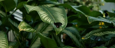 6K - Butterfly Sitting on a Big Leaf Stock Footage 125985813