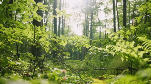 6K Cinematic Forest Focus Rack to Tall Sunlit Trees over Lush Ferns Stock Footage 327456320
