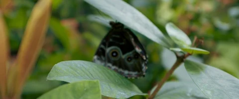 6K - Close Up of a Butterfly on a Leaf Stock Footage 125981174