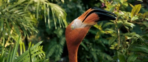6K - Up Close of a Flamingos Head Stock Footage 125989430