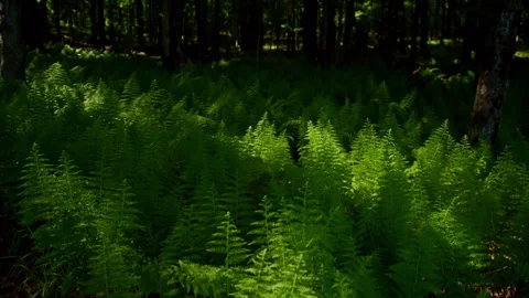 6K Ferns in Lush Forest getting tickled by sunlight Stock Footage 246072401
