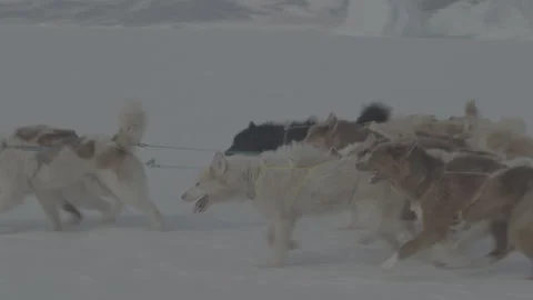 6K footage of dogs running/pulling sled. Stock Footage 311119986