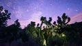 6K Joshua Tree Milky Way of Time Lapse Dolly Mojave Desert 4k or 4k+ Resolution