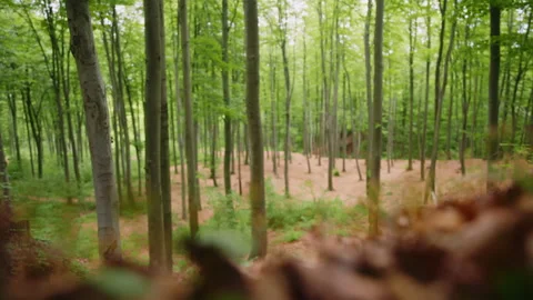 6K Macro Forest Floor Tiny Plants Sprouting, Focus Pull to Tall Trees, Woodland Stock Footage 327457409