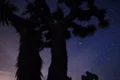 6K Milky Way Galaxy Joshua Trees 6K 03 Time Lapse Mojave Desert California.mov 4k or 4k+ Resolution