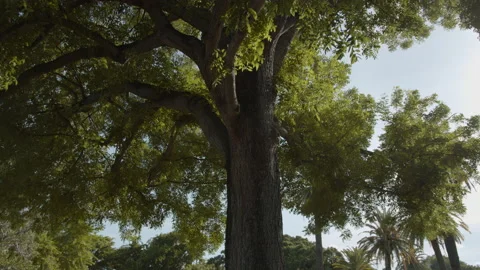6k motion footage shady trees in the park Video stock 138249543