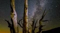 6K Perseid Meteor Shower and Milky Way above Bristlecone Pine Tree Time Lapse 4k or 4k+ Resolution