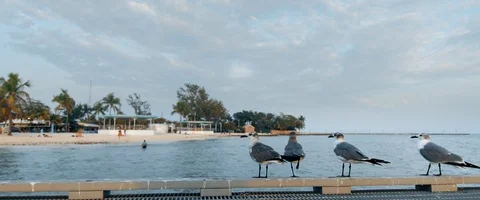 6K - Pigeons on a Dock by the Ocean Stock Footage 125973088