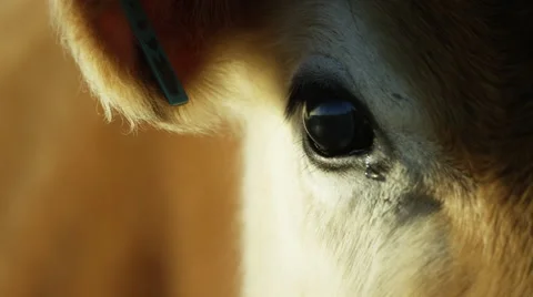 6K R3D - Brown Cow - close up of eye. Soft bovine sad tear cry cattle 4K uhd Stock Footage 54886667