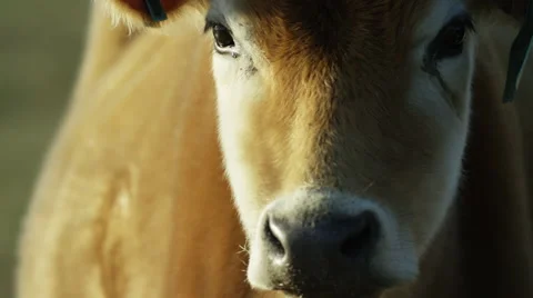 6K R3D - Brown Cow - close up of face, turns to right. Soft bovine sad tear cry Stock Footage 54886689