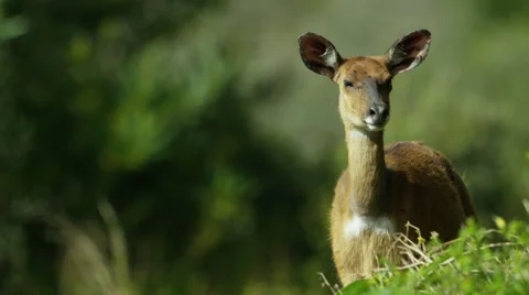 6K R3D - Bushbuck - looking at camera, close. Africa safari animal mammal 4K Stock Footage 54837244