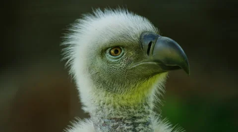 6K R3D - Cape Vulture - close up looking at camera. Africa bird raptor 4k uhd Stock Footage 54895329