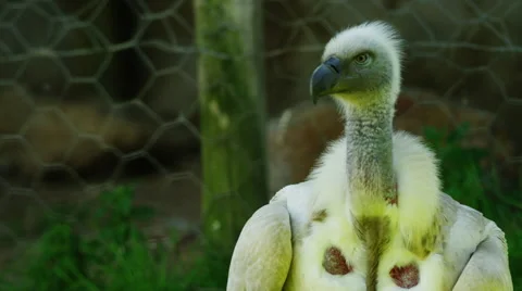 6K R3D - Cape Vulture - looking around. Africa bird raptor scavenger safari 4K Stock Footage 54895345