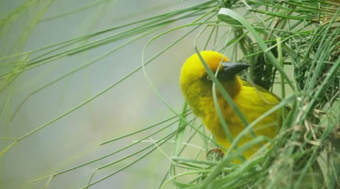 6K R3D - Cape Weaver - building a nest 1, threading grass, close shot. Bird 4k Stock Footage 54914181