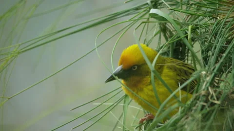 6K R3D - Cape Weaver - building a nest 2, securing loose grass. Africa bird uhd Stock Footage 54914532