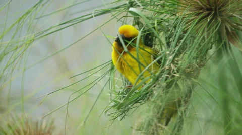 6K R3D - Cape Weaver - building a nest 0, arrives with piece of grass. Africa Stock Footage 54914563