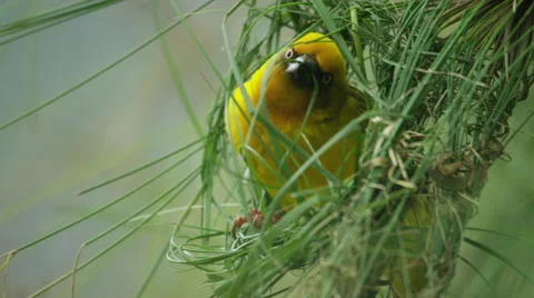 6K R3D - Cape Weaver - building a nest 4, threading grass, close shot. Bird 4K Stock Footage 54914595