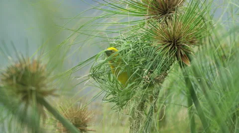6K R3D - Cape Weaver - building a nest 5, threading grass, wide. Africa bird 4K Stock Footage 54914650