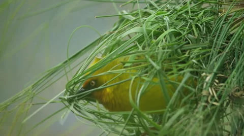 6K R3D - Cape Weaver - building a nest 6, shaping nest. Africa bird small Stock Footage 54914711