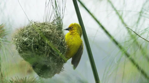 6K R3D - Cape Weaver - destroying a nest 2, pulling strands, medium. Africa 4K Stock Footage 54914600