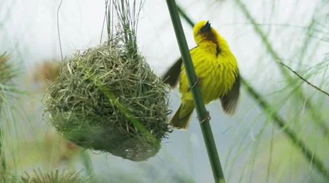 6K R3D - Cape Weaver - destroying a nest 3, mating display near damaged nest Stock Footage 54914612