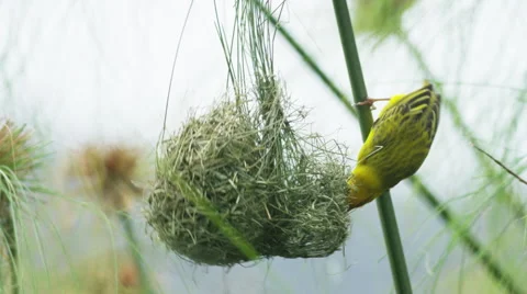 6K R3D - Cape Weaver - destroying a nest 5, flies in then pulls nest to branch Stock Footage 54914790