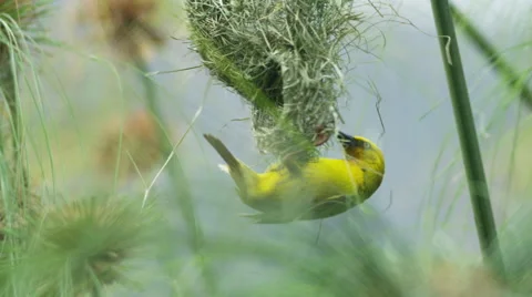 6K R3D - Cape Weaver - destroying a nest 7, hanging under, pulling strands. 4K Stock Footage 54915393