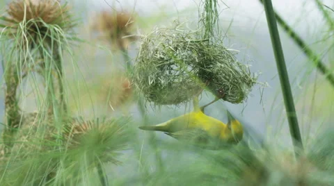 6K R3D - Cape Weaver - destroying a nest 8, hanging under, pulling strands. 4K Stock Footage 54915634