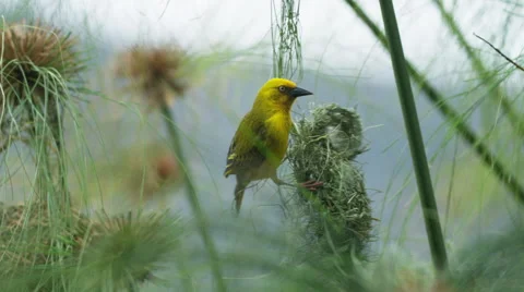 6K R3D - Cape Weaver - destroying a nest 9, pulling strands, flies off. Africa Stock Footage 54916397