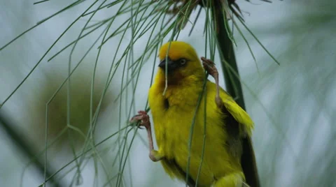 6K R3D - Cape Weaver - preparing to build a nest. Bird africa small cute 4K uhd Stock Footage 54919853