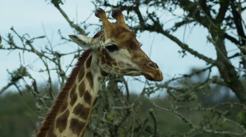 6K R3D - Giraffe - close up of head. Africa mammal safari nature desert tall 4K Stock Footage 55248514